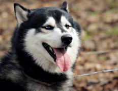 开云体育APP下载-双线传奇，76人碾压凯尔特人，杰伦·格林淘汰赛主宰战场