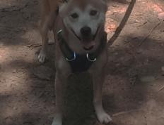 开云体育登录-皇马战术压制多特蒙德，欧冠淘汰赛焦点战的智慧与执行