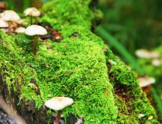 开云平台-英超争冠之夜，亚裔少年用一粒进球完成对傲慢与偏见的终极救赎