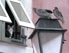 开云体育官网-昔日马竞神锋终成新主，卡拉斯科两球助皇家社会力克南大王拜仁