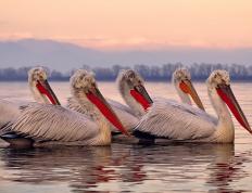 开云体育平台APP-巴西轻取比利时，若日尼奥彻底打爆防线