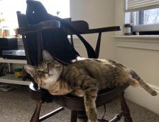 开云体育登录-桑巴风暴席卷基辅，戈麦斯用统治级数据点燃巴西胜利引擎