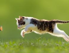 开云体育APP下载-奥斯梅恩星光引爆欧冠夜，巴黎力克利物浦占得争冠先机