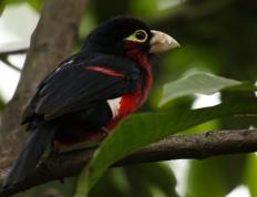 开云体育app-保罗制胜表现闪耀全场，活塞主场力克魔术迎关键胜利