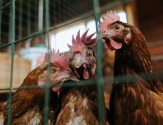 开云体育登录-福克斯孤胆英雄难救主，太阳三巨头带走独行侠