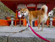 开云体育平台APP-征服圣西罗，克瓦拉茨赫利亚用实力击碎所有质疑