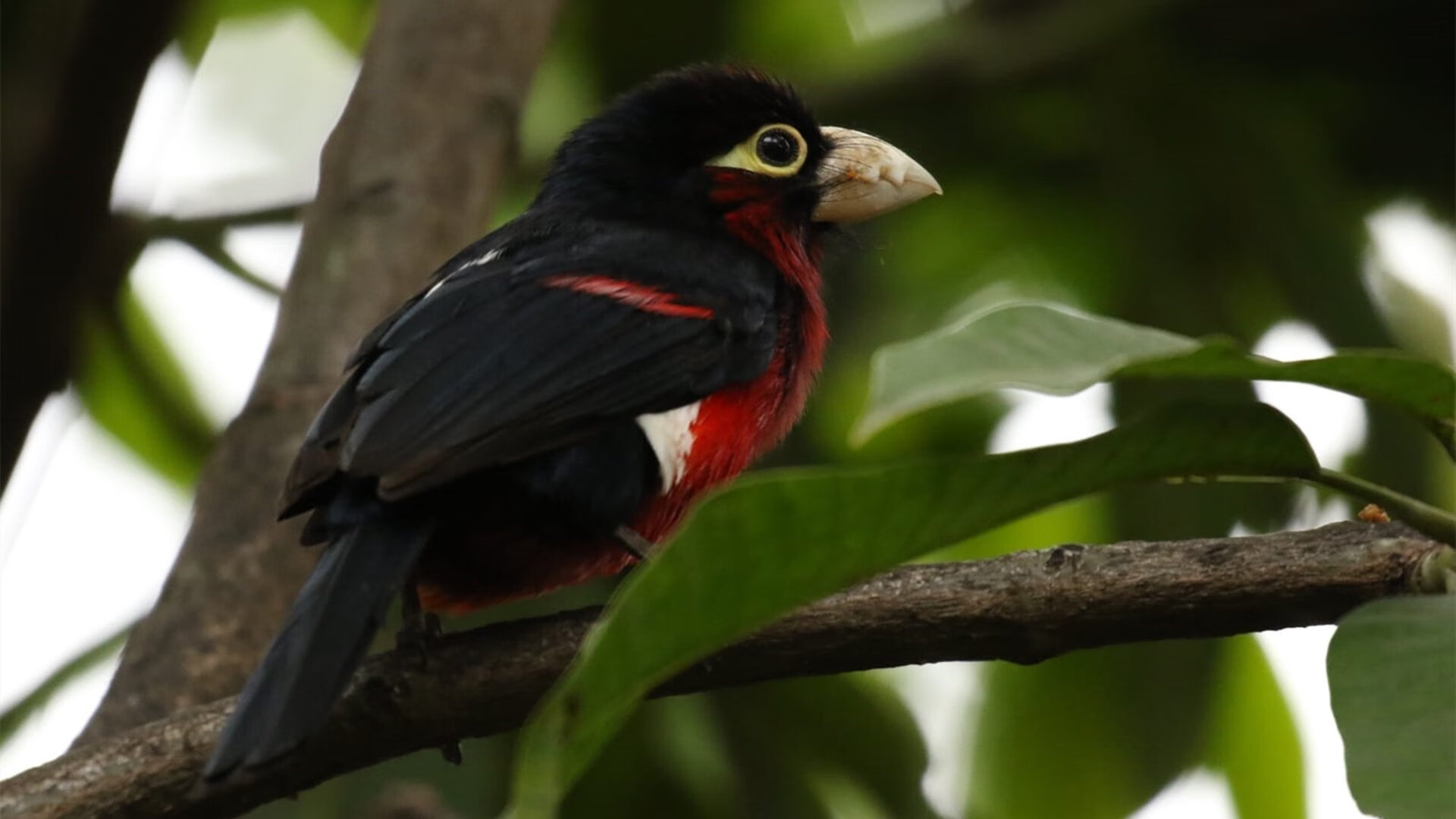 开云体育app-保罗制胜表现闪耀全场，活塞主场力克魔术迎关键胜利