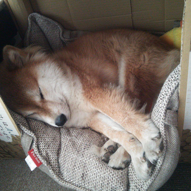 开云APP-阿劳霍只手擎天，美国队关键战突围洪都拉斯，中场核心统治全场