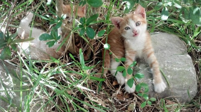 开云APP-阿劳霍只手擎天，美国队关键战突围洪都拉斯，中场核心统治全场