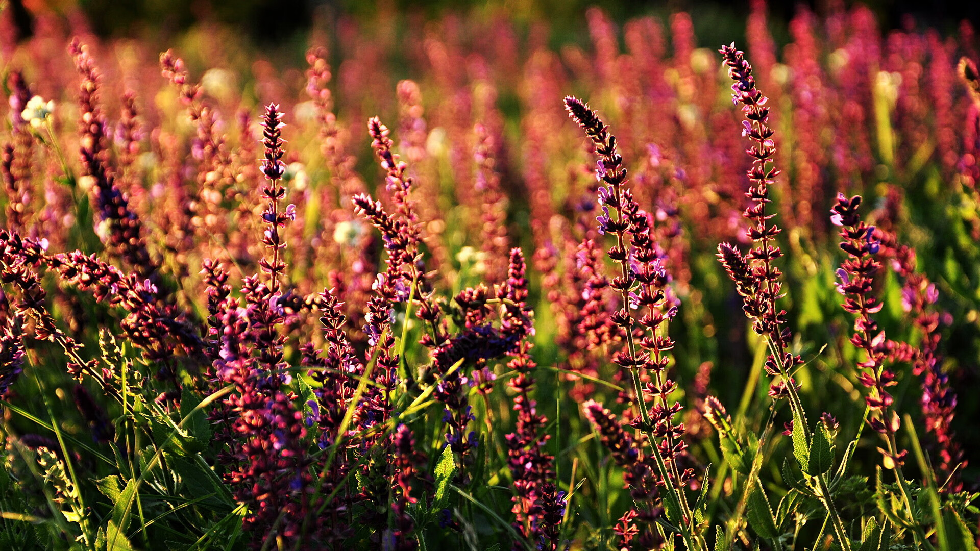 开云下载-非典型对决，当伊拉克足球轻取洪都拉斯，德布劳内如何化身全局关键先生