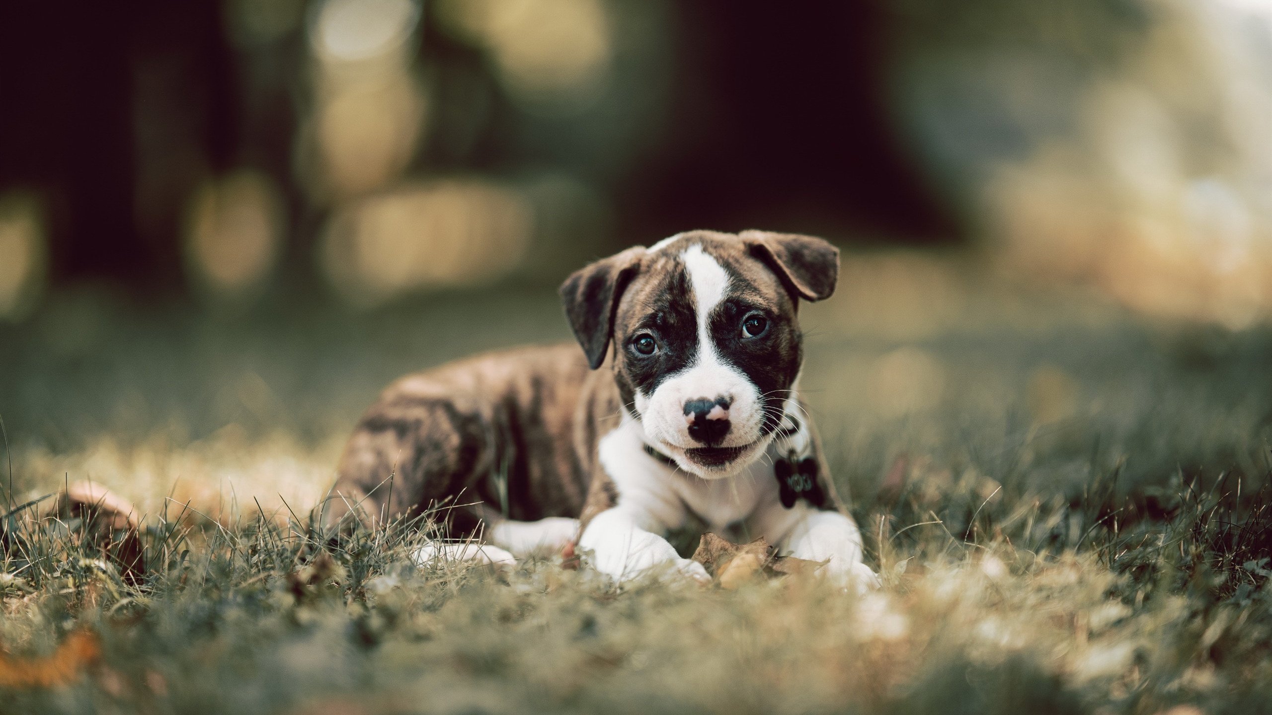 开云体育-武切维奇化身焦点战关键先生，湖人强势晋级令骑士折戟