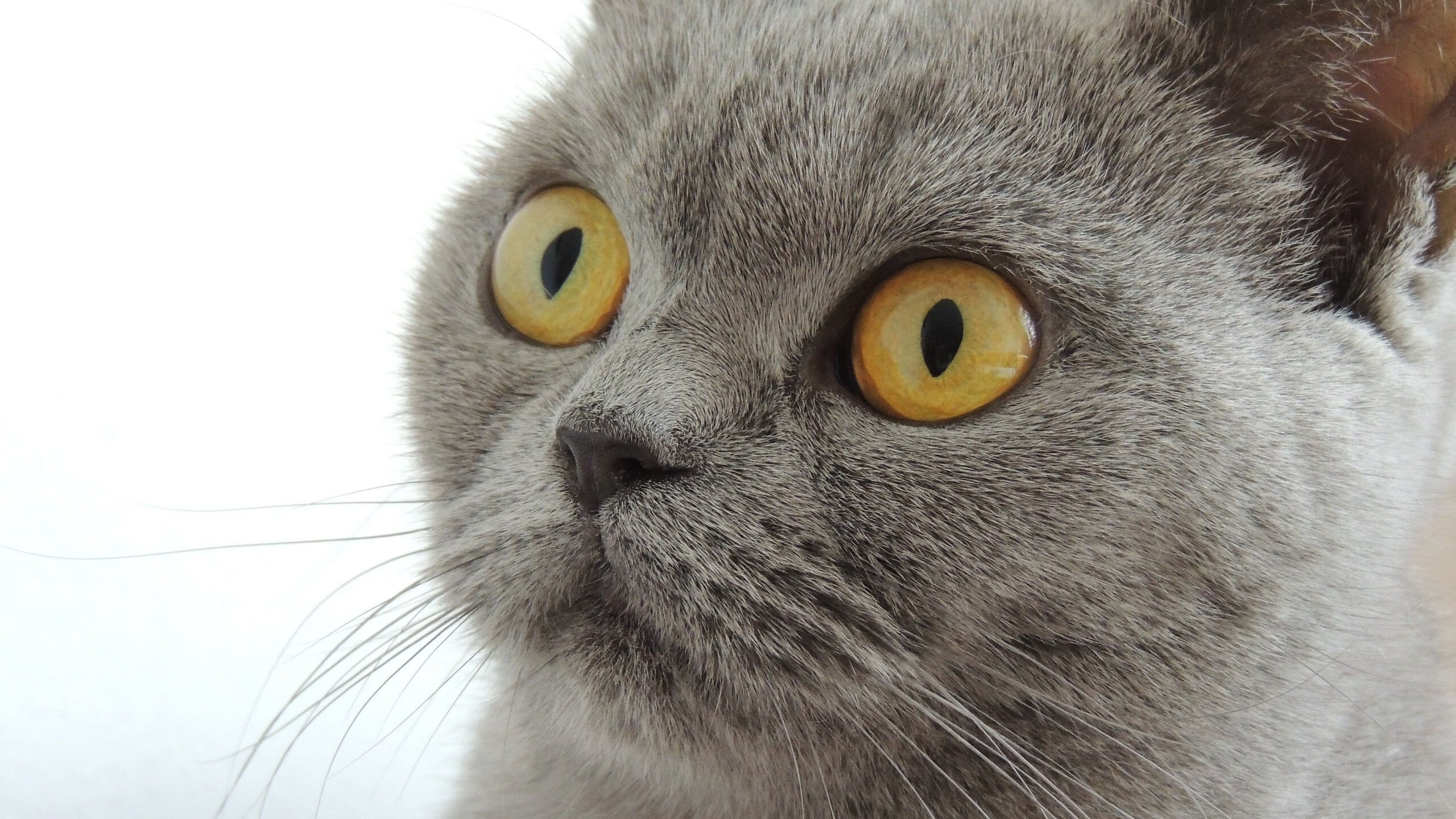 开云体育中国-墨西哥加时力克莱比锡红牛，厄德高关键先生铸就逆转传奇