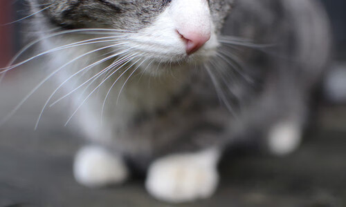 开云体育官网-塔图姆关键先生显威，快船提前终结深圳队悬念