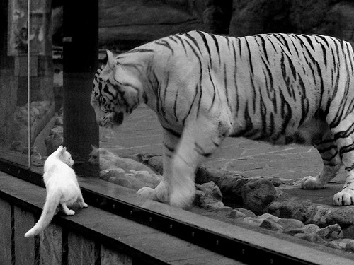 开云体育在线-东契奇单骑救主！北京队奇迹逆转灰熊，定义爆冷新高度