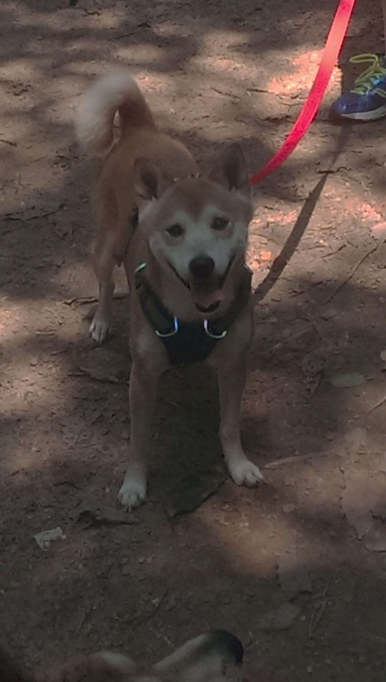 开云体育登录-皇马战术压制多特蒙德,欧冠淘汰赛焦点战的智慧与执行