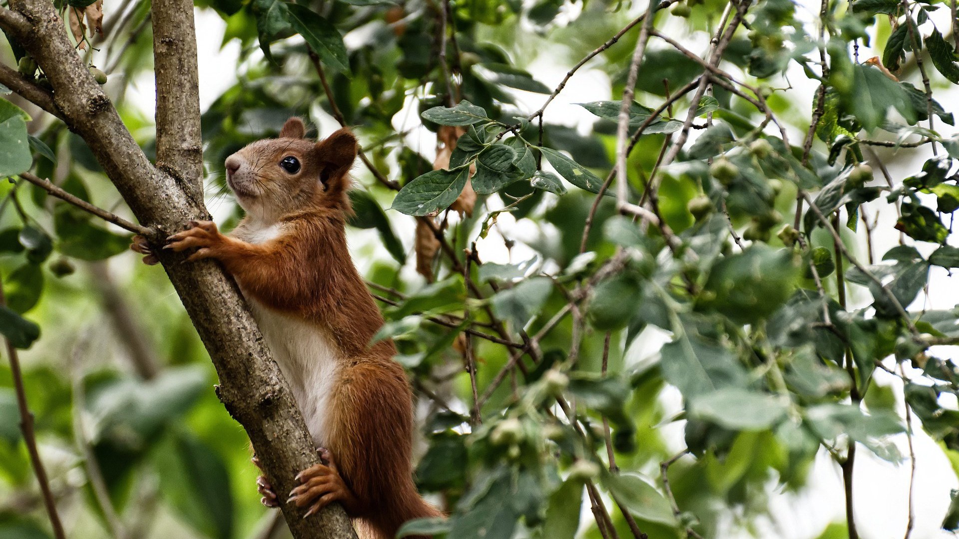 开云体育官网-拉什福德的救赎,莱比锡红牛对阵罗马的欧战奇迹