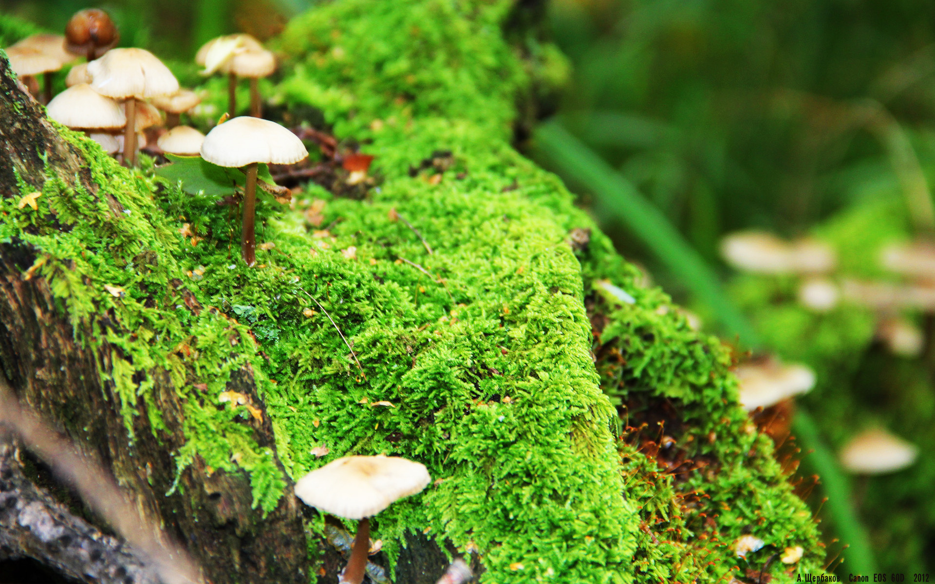 开云平台-英超争冠之夜,亚裔少年用一粒进球完成对傲慢与偏见的终极救赎