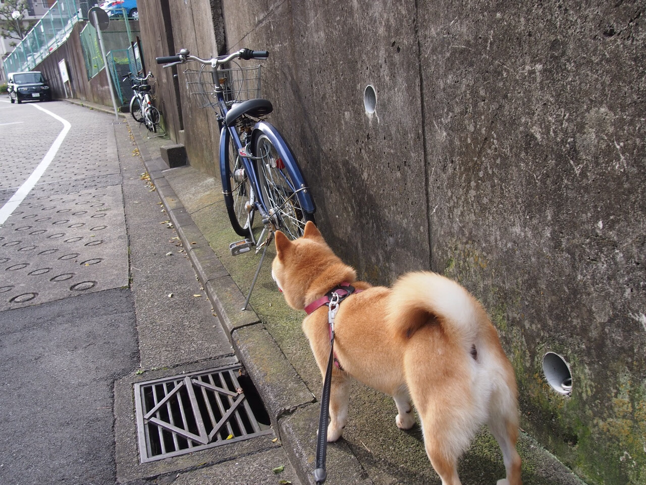 开云体育平台APP-塔图姆全程高能彰显巨星锋芒,湖人沉稳节奏能否扼住掘金咽喉?