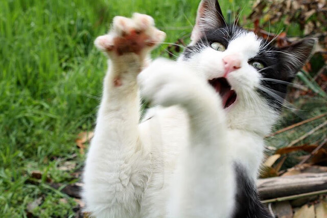 开云体育在线-跨联赛巅峰对决,广东队强压奇才显亚洲霸气,班凯罗西甲德比接管比赛展新星光芒