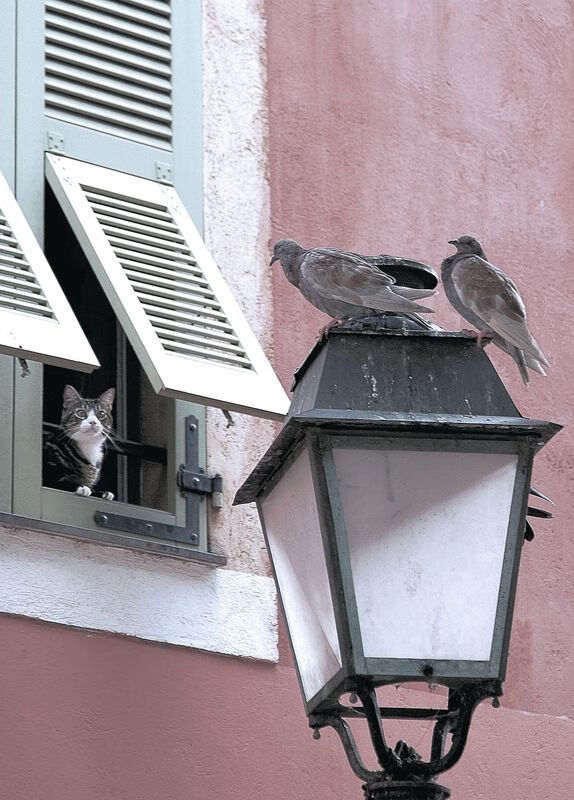 开云体育官网-昔日马竞神锋终成新主，卡拉斯科两球助皇家社会力克南大王拜仁