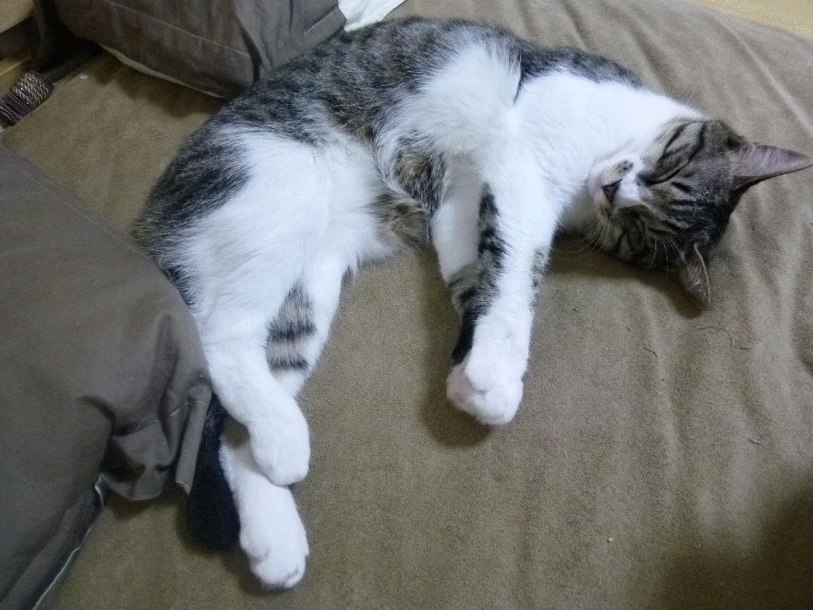 开云体育中国-圣保罗的奇迹,萨内双响导演绝地反击,那不勒斯上演惊魂逆转