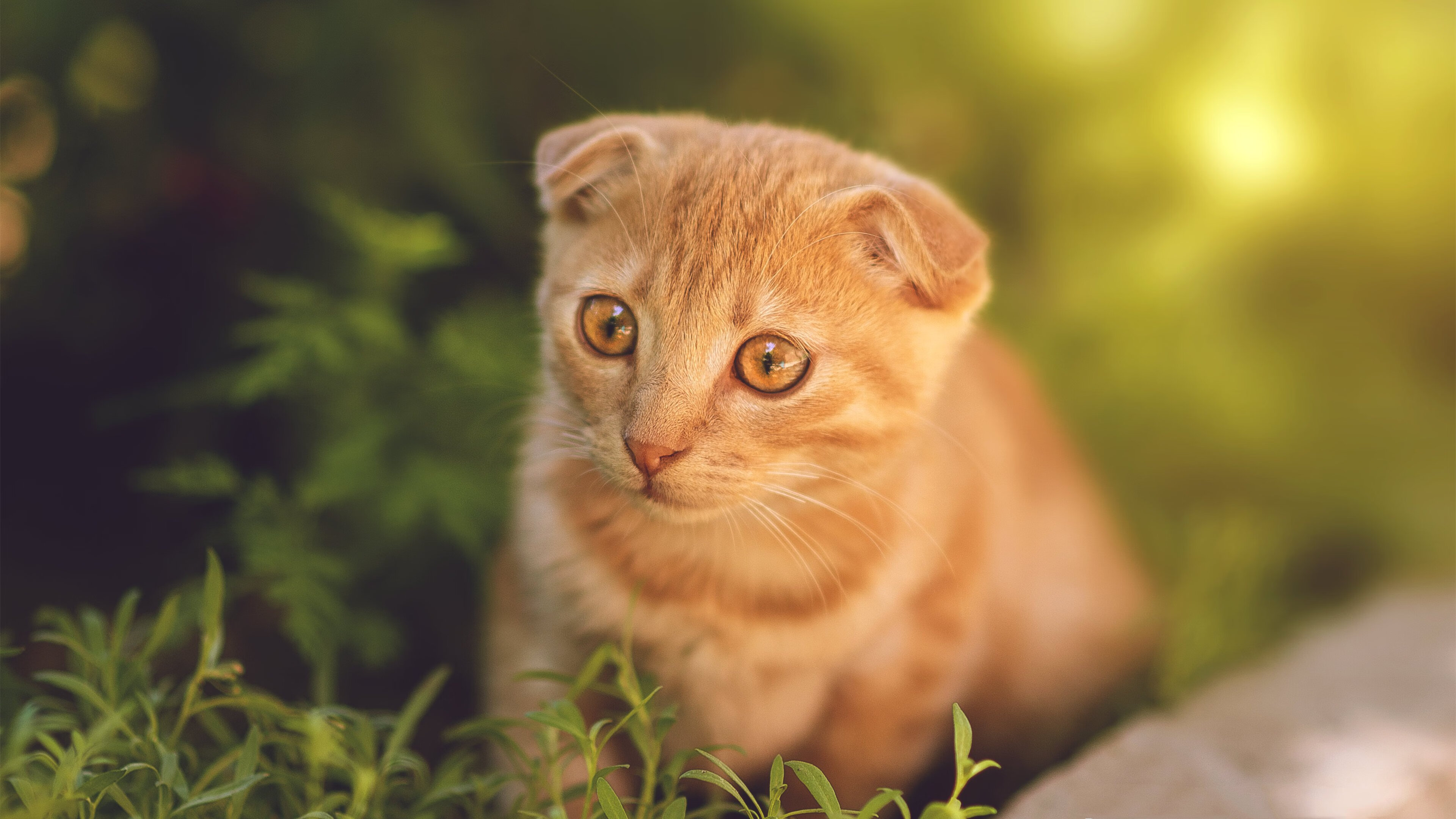开云体育在线-绿茵版凯尔特人提前终结悬念，塔图姆式投射成关键先生绝命密码