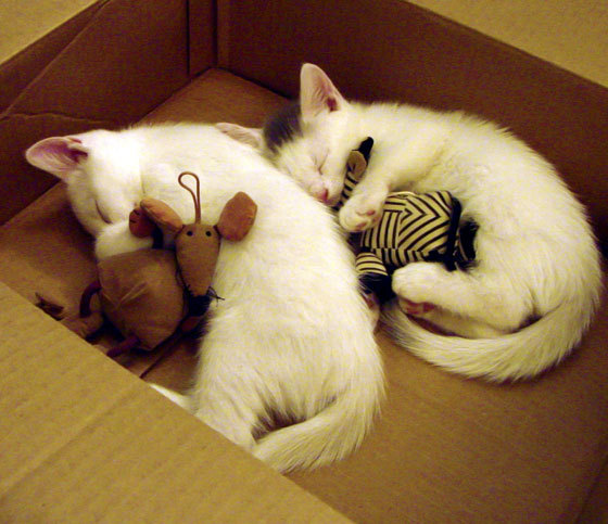 开云体育入口-风暴眼，拉梅洛狂飙引领步行者，窒息节奏下公牛沉没