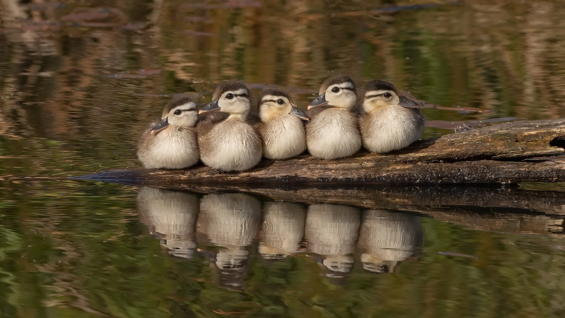 开云体育APP下载-希腊一波带走冰岛，加维关键先生闪耀欧洲杯预选赛