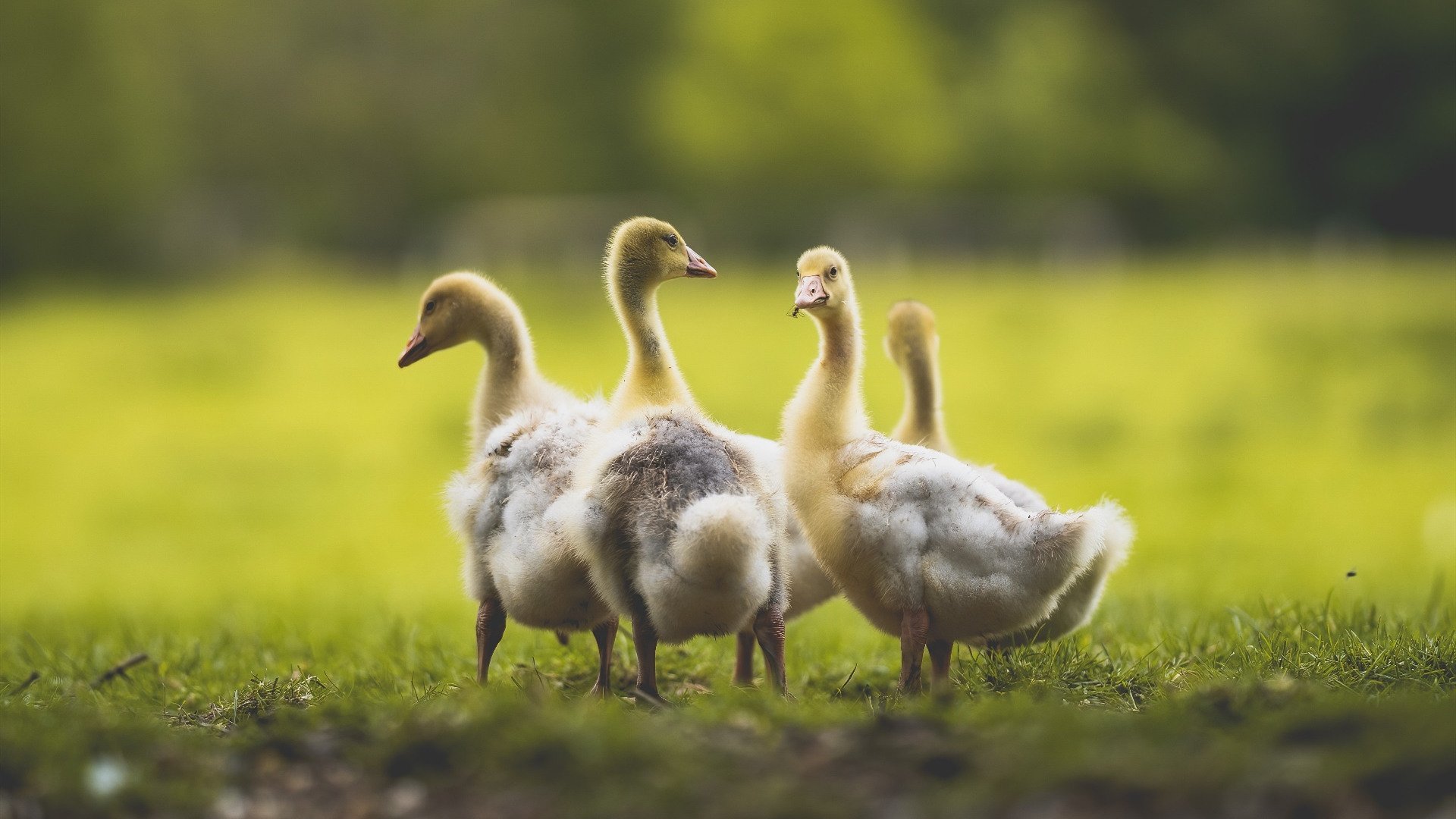 开云体育APP下载-独步天下!巴尔韦德爆发引领乌拉圭打穿奥地利钢铁防线