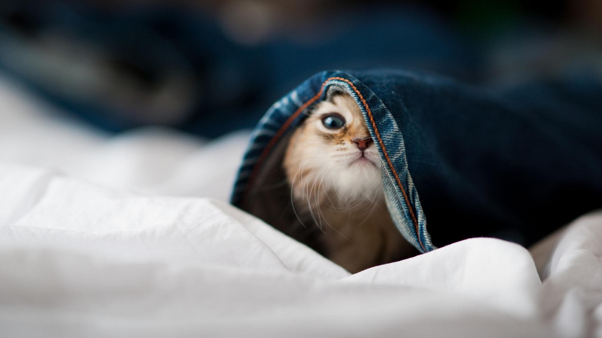 开云体育在线-涅槃！凯尔特人惊天逆转北京队，莫兰特在年度焦点之战完成加冕